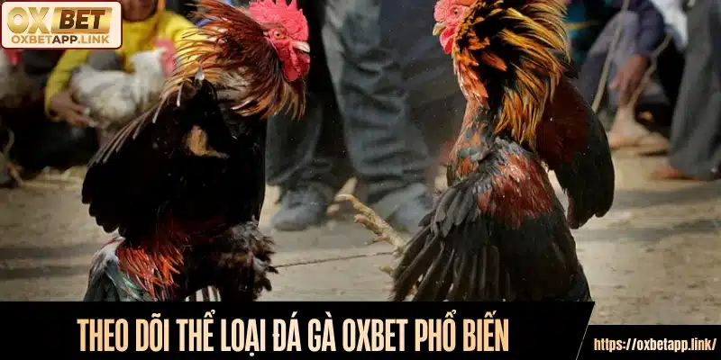 Theo dõi thể loại đá gà Oxbet phổ biến 